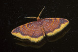 Geometridae; Sterrhinae; Tricentrogyna vinacea?  9522.jpg