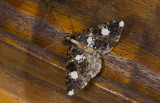 Geometridae; Ennominae; Melanoscia sp.  9523.jpg