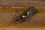 Noctuidae; Calymniodes sp. 9524.jpg