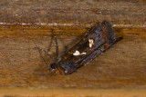 Noctuidae; Calymniodes sp.  9524.jpg