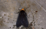 Erebidae; Arctiinae; Elysius sp.? 9526.jpg