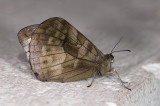 butterfly 9528.jpg