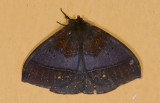 Saturniidae; Cercophaninae; Janiodes sp. ? 9532.jpg