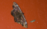 Erebidae; Erebinae; Thermesiini; Letis sp. 9538.jpg