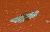 Geometridae; Larentiinae; Eupithecia sp. 9539.jpg
