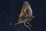 moth  9541.jpg