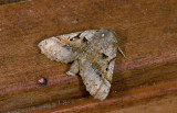 Geometridae; Ennominae; Pero sp.  9544.jpg