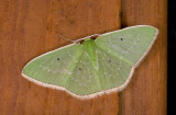 Geometridae; Geometrinae; Synchlora indecora ? 9547.jpg