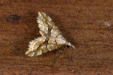 Pyralidae; ?  9551.jpg