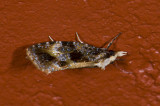 moth  s9553.jpg