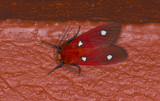Erebidae; Arctiinae; Hyperthaema perflammans? 9556.jpg