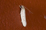 moth  s9557.jpg