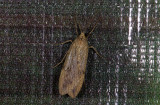 moth s9563.jpg