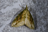 moth g9570.jpg