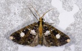 Geometridae; Ennominae; Melanoscia sp. 9575.jpg