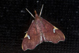moth n9584.jpg