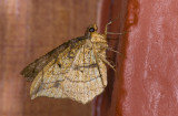 Geometridae; Ennominae; 9585.jpg