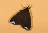 moth n9589.jpg