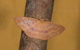 Geometridae; ? 9592.jpg