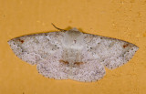 Geometridae;  9595.jpg