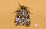 moth  9596.jpg