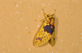 Erebidae; Arctiinae; Amaxia pulchra? 9597.jpg