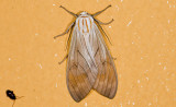 Erebidae; Arctiinae; Amastus sp.? 9601.jpg