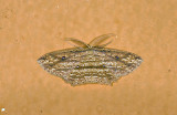 Geometridae; Sterrhinae; Cyclophora scintillans?  9604.jpg