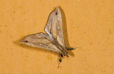 moth  9615.jpg
