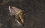 Geometridae; Ennominae; Bassania sp. ?  9620.jpg