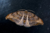 moth  9621.jpg