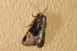 moth  9629.jpg