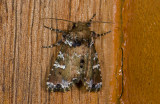 moth  9630.jpg