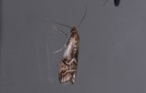 Pyralidae; ?  9631.jpg