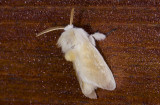 moth  9635.jpg