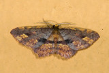 moth 9637.jpg