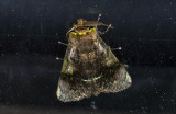 Notodontidae; ?  9638.jpg