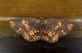 Geometridae; Ennominae; Melinodes;  9646.jpg