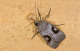 Noctuidae; Noctuinae; Eriopygini; Hypotrix lunata 9647.jpg