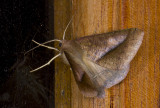 Geometridae; Ennominae; Bassania sp. ? 9651.jpg