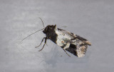 Noctuidae; Noctuinae; Elaphriini; Bryolymnia sp.?  9653.jpg