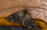 Geometridae;  9656.jpg