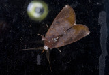 moth  9657.jpg