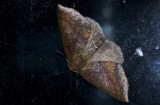 Geometridae; Ennominae; Bassania sp. ? 9658.jpg