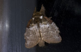 Lasiocampidae; Macromphaliinae; Euglyphis sp.? 9661.jpg