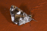 moth 9665.jpg