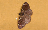 moth  9672.jpg