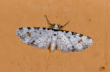 Geometridae; Larentiinae; Eupithecia sp. 9674.jpg