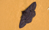 Erebidae; Calpinae; Chamyna lamponia?  9675.jpg