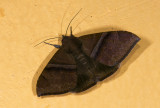 Erebidae; Erebinae; Ophiusini; Ophisma tropicalis? 9679.jpg